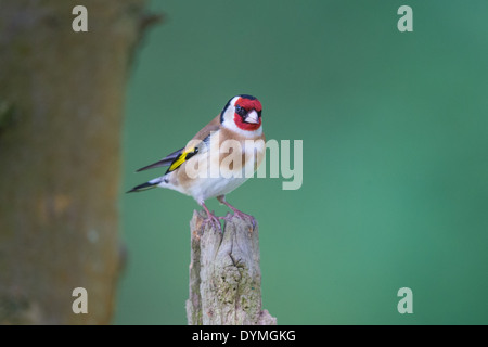 Cardellino europeo (Carduelis carduelis) appollaiate su un vecchio posto di legno nel bosco Foto Stock