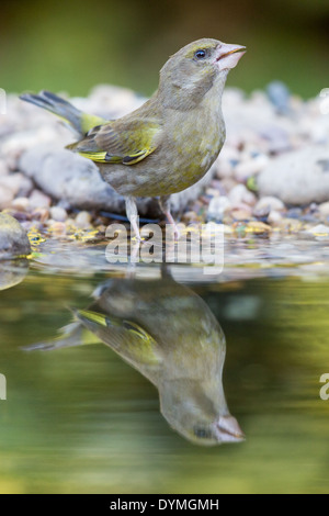 Verdone europeo (Chloris chloris) bevendo al bordo della piscina Foto Stock