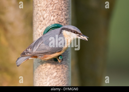 Adulto picchio muratore eurasiatica (Sitta europaea) a un bird feeder riempito con olio di semi di girasole di kernel Foto Stock