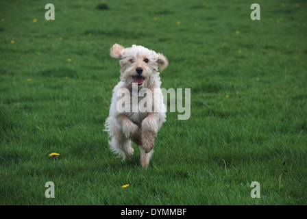 Charlie. Cavapoo il cucciolo di 6 mesi Foto Stock