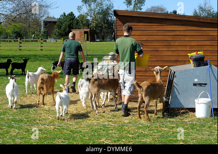 White post farm Nottinghamshire England Regno Unito. Alimentazione del personale le capre Foto Stock