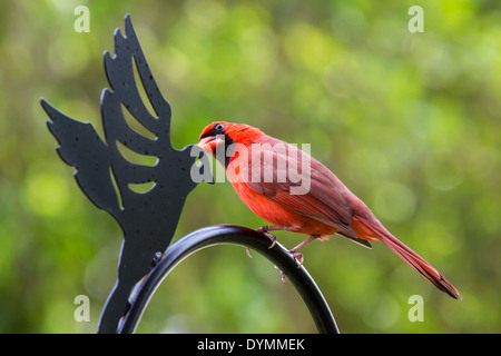 Rosso brillante maschio adulto Nord del Cardinale Cardinalis cardinalis nel sud-ovest della Florida Foto Stock