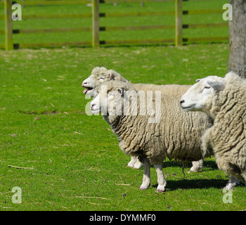 Belati di pecore in un campo England Regno Unito Foto Stock