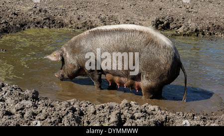 Un maiale rosa in piedi in un bagno di fango England Regno Unito Foto Stock