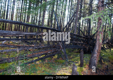 Russia, Yakutia. Il recinto dei poli nel bosco per cervi non andrà perduto. Foto Stock