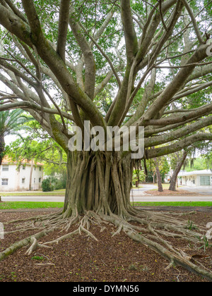 Banyan Tree su Venezia Avenue nel centro di Venezia in Florida Foto Stock