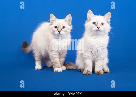 Due foresta siberiana gattini su sfondo blu Foto Stock