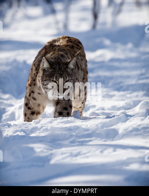 La lince euroasiatica (Lynx lynx) stalking preda nella neve Foto Stock