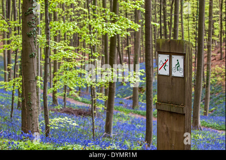 Indicazioni per gli amanti della mountain bike ed equitazione nella foresta di faggio con bluebells (Endimione nonscriptus) in fiore in primavera Foto Stock