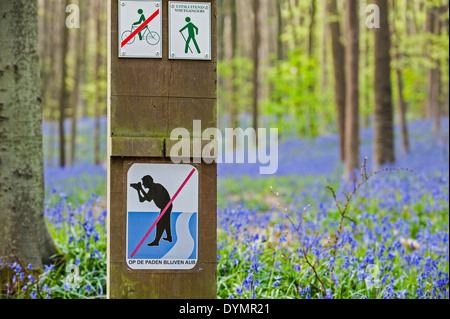 Bluebells fioritura nel bosco di faggio e segnale di divieto di fotografi di avvertimento di non abbandonare i sentieri in primavera, Halle forest Foto Stock