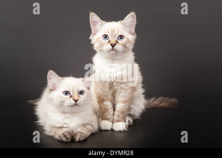 Due foresta siberiana gattini su sfondo scuro Foto Stock