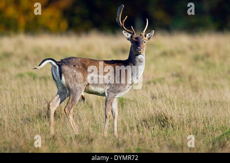 Daini (Dama Dama) young buck con corna deformata durante la routine in autunno a prateria Foto Stock