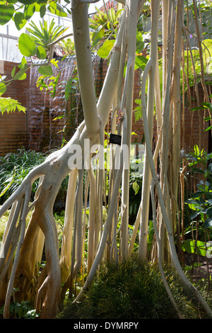 Un indiano banyan tree (Ficus benghalensis) nella casa tropicale presso l'Università del Michigan Matthaei Botanical Gardens. Foto Stock