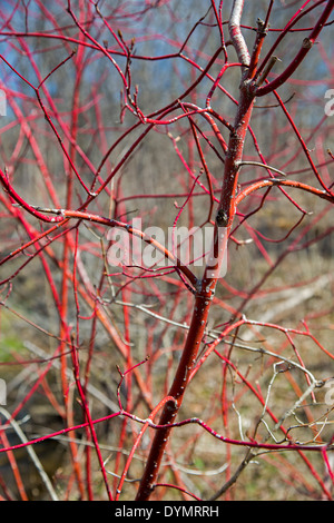 Ann Arbor, Michigan - rosso-vimini sanguinello (Cornus sericea) presso l'Università del Michigan Matthaei Botanical Gardens. Foto Stock