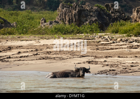 Vista orizzontale di un grande bufalo d'acqua rilassanti in acque poco profonde lungo il fiume Mekong. Foto Stock