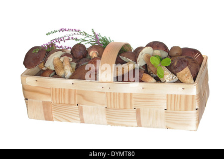 Boletus nel cestello di chip su sfondo bianco Foto Stock