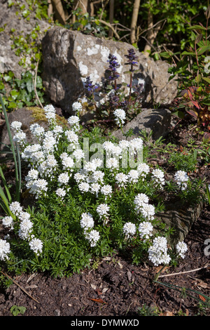 Candytuft 'Snowflake', Iberis sempervirens, crescendo in un confine in Cambridge, Inghilterra, Regno Unito Foto Stock