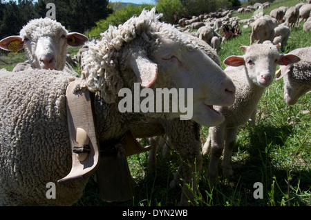L'agricoltura francese. Profilo di una coppia pecore con una campana intorno al suo collo. Uno di un gregge al pascolo un ripido pascolo nel Vercors. La Drôme, Francia. Foto Stock