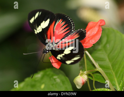 Doris Longwing Butterfly (Laparus doris, Heliconius doris) alimentazione su un rosso fiore tropicale Foto Stock