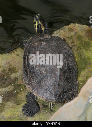 Cumberland cursore (Trachemys scripta troosti) un semi-acquatici specie di tartaruga dal sud del STATI UNITI D'AMERICA Foto Stock