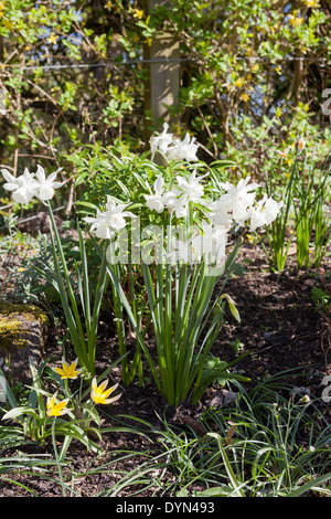Narcissus Thalia, un bianco puro daffodil, sotto piantato da Tulipa Dasystemon Tarda in crescita in un confine in Cambridge, Inghilterra, Regno Unito Foto Stock