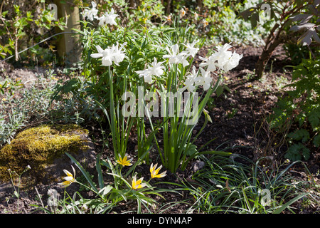 Narcissus Thalia, un bianco puro daffodil, sotto piantato da Tulipa Dasystemon Tarda in crescita in un confine in Cambridge, Inghilterra, Regno Unito Foto Stock