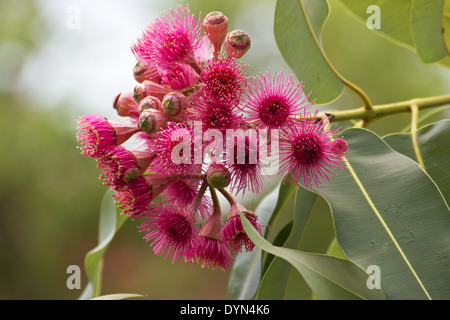 Eucalipto fiori phytocarpa Foto Stock