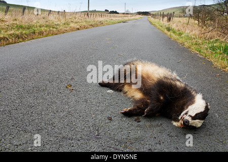Badger giace sul lato della strada dopo essere stato colpito da una accelerazione veicolo Foto Stock