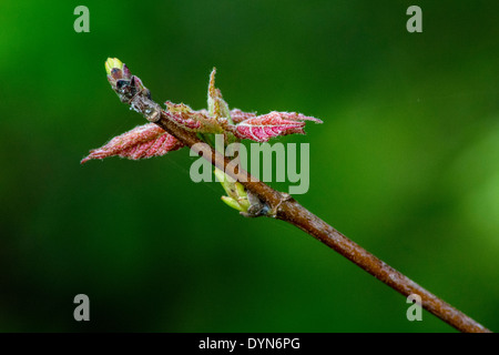 Aceri rossi germinazione in primavera. Foto Stock