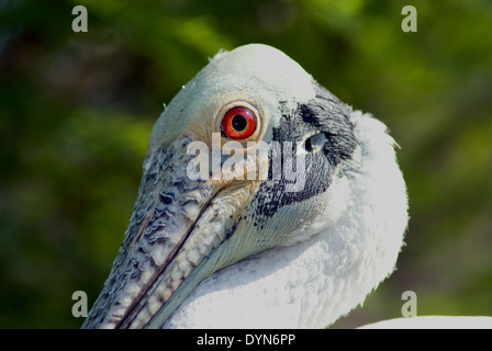 Primo piano di un roseate Spoonbill. Foto Stock