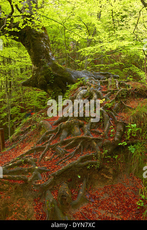 Faggi, Urederra river, vicino alla sua fonte, Urbasa parco naturale, Navarra, Baquedano, Navarra, Spagna Foto Stock