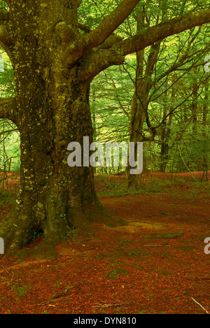 Faggi, Urederra river, vicino alla sua fonte, Urbasa parco naturale, Navarra, Baquedano, Navarra, Spagna Foto Stock