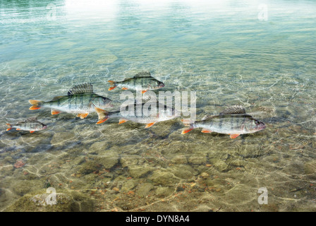 Nuotare in acqua predatori di pesce persico Foto Stock