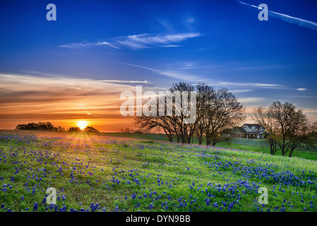 Texas bluebonnet molla campo di fiori selvaggi di sunrise Foto Stock