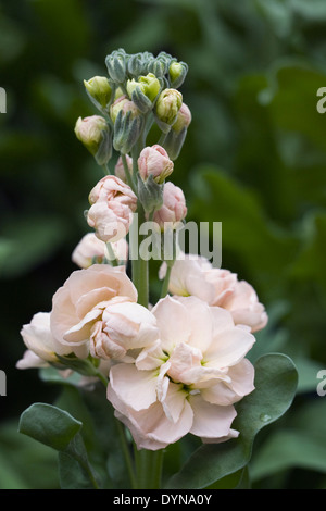 Peach Matthiola fiori. Foto Stock