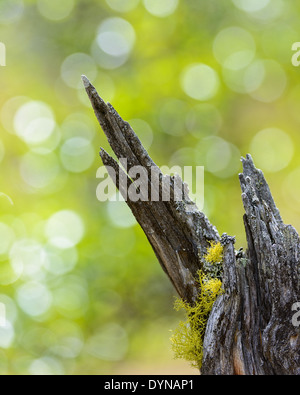 Letharia vulpina crescente da weathered driftwood Foto Stock