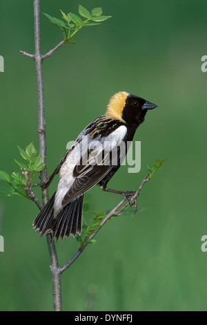 - Bobolink Dolichonyx oryzivorus - adulti maschi riproduttori Foto Stock