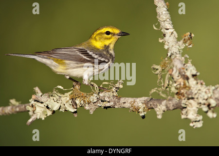 Nero-throated trillo verde - Setophaga virens - femmina adulta Foto Stock