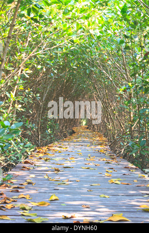 Ponte di legno nella foresta di mangrovie, in Thailandia Foto Stock