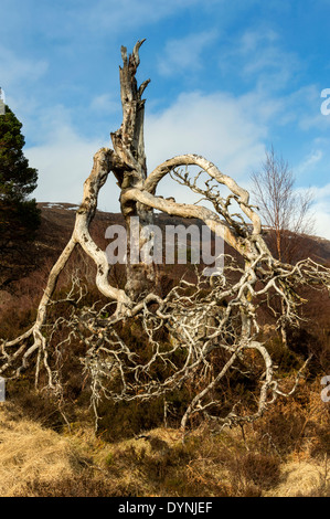 Vecchio appassiti morti CALEDONIAN PINE TREE Foto Stock