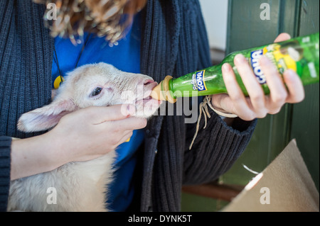 Abbacchio getting bottiglia alimentato in Fallston, MD Foto Stock