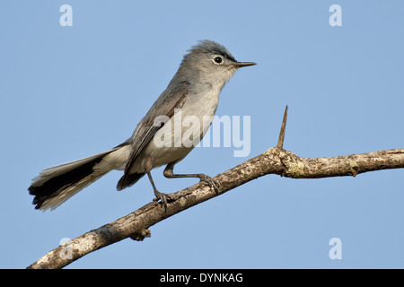 Colore grigio-blu Gnatcatcher - Polioptila caerulea - adulti maschi riproduttori Foto Stock