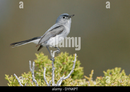 Colore grigio-blu Gnatcatcher - Polioptila caerulea - adulti maschi riproduttori Foto Stock