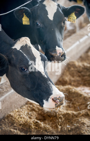 In prossimità di due delle vacche da latte capi di mangiare Hagerstown, Maryland Foto Stock