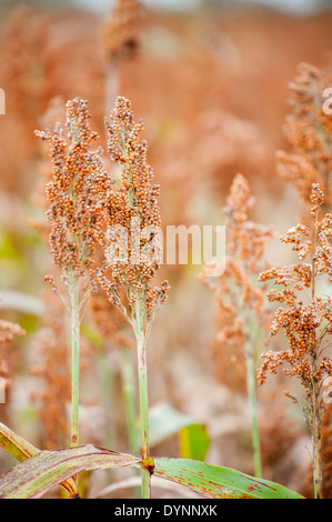 Campo di sorgo (Sorghum bicolor) Rock Hall, Maryland Foto Stock