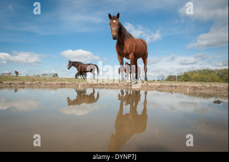 Trottatore cavalli in piedi da una piscina di acqua di Hannover, Pennsylvania Foto Stock