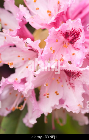 Masse abbondanti di delicati grande fiore rosa pallido e bianco fiori di rododendro Foto Stock