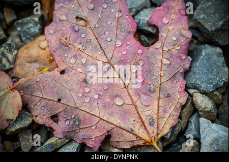 Close up di goccioline di acqua sulla foglia di acero Boonsboro MD Foto Stock