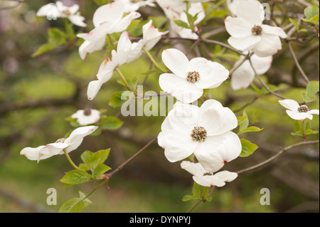 Massa di fiori sul bianco chiedo sanguinello un albero di medie dimensioni arbusto Foto Stock