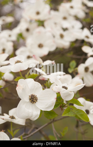 Massa di fiori sul bianco chiedo sanguinello un albero di medie dimensioni arbusto Foto Stock